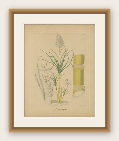 Antique Sugarcane Botanical Print, Saccharum officinarum, Hayne, ca.1820, shown framed