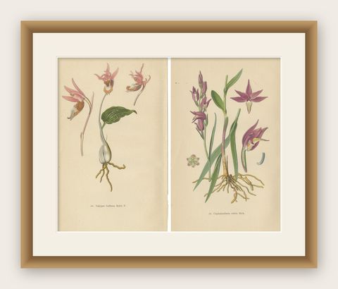 Historic Orchids: A 1904 Catalogue Illustration, shown framed