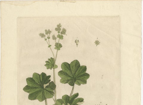 Antique Botany Print of Alchemilla by Regnault, 1774, view 3
