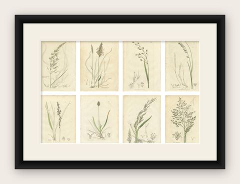 Antique Grasses & Sedges, Hand-Colored Botanical Engravings, c.1830 (Set of 8), shown framed