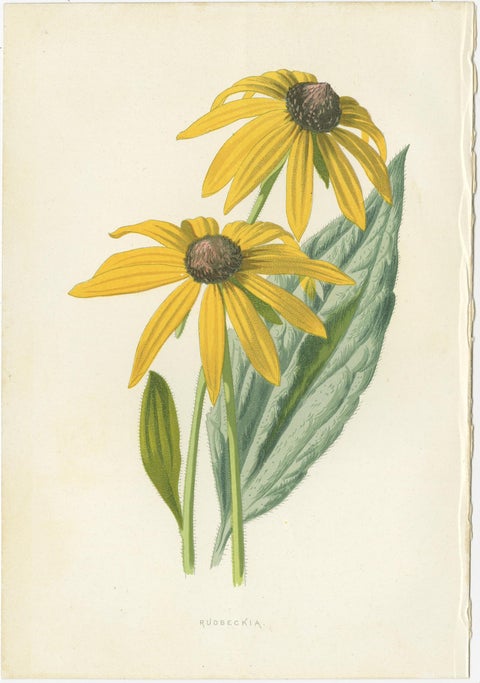 Set of Three Botany Prints Poppy Anemone, Rudbeckia, Cineraria, view 3