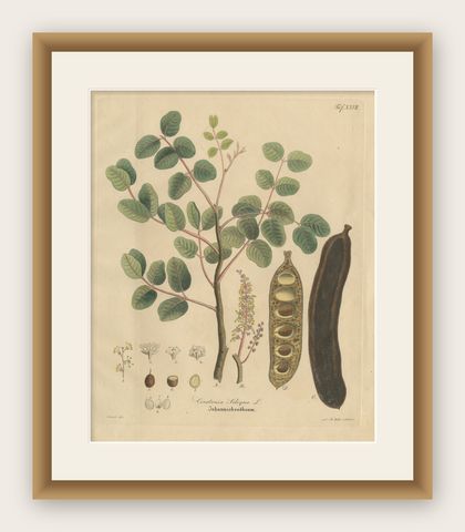 Antique Carob Botanical Print, Ceratonia Siliqua, Hand Colored, c.1831, shown framed