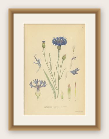 Cornflower Botanical Study, Centaurea Cyanus, Carl Lindman, c.1905, shown framed