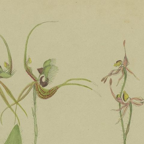 Antique Botany Print of the Butterfly Orchid & Crab-Lipped Spider Orchid, 1884, close-up 1