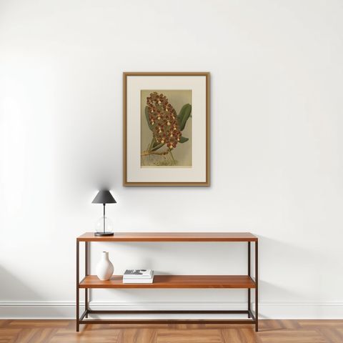 Red and Gold Orchid Print, Odontoglossum Coronarium, Reichenbachia c.1888, shown framed on a wall, true to size
