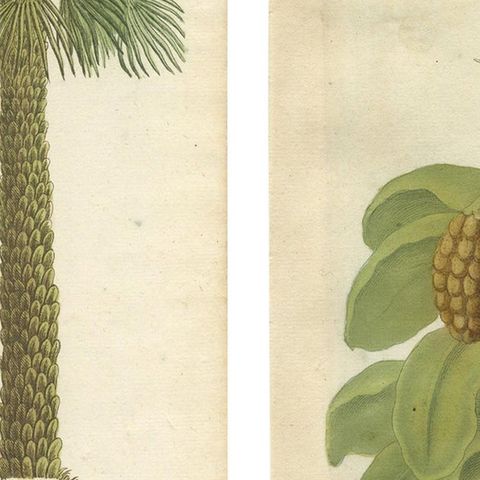 Set of 2 Botany Prints of the European Fan Palm and Copernicia Prunifera, c.1740, close-up 2