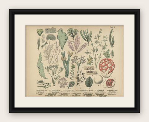 Antique Mushroom Plate, European Fungi Study, Botanical Lithograph 1885, shown framed