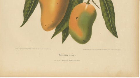 Antique Mango Botanical Chromolithograph by Hoola van Nooten, c. 1880, close-up 3