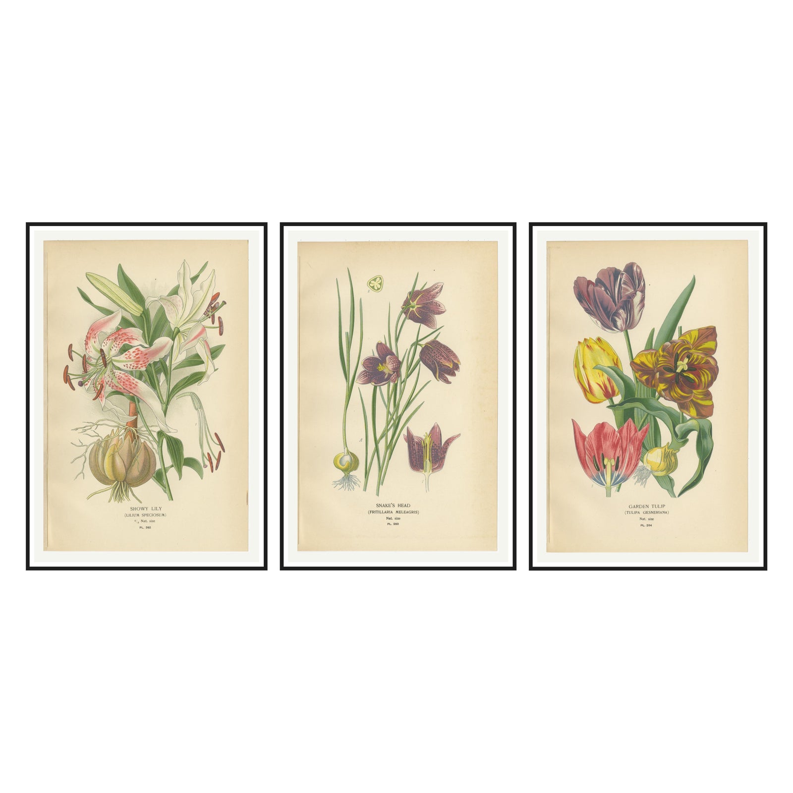 Showy Lily, Snake’s Head & Garden Tulip, Antique Flower Prints c.1897