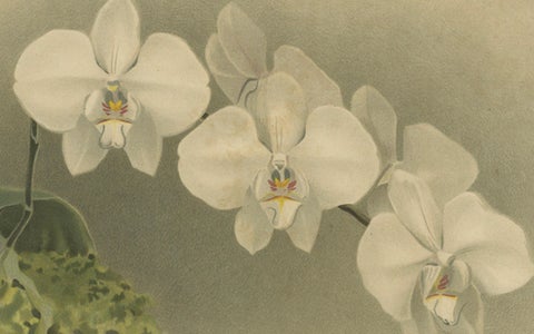 Victorian Botanical Print, White Phalaenopsis Casta Orchid, Published ca.1888, close-up 3