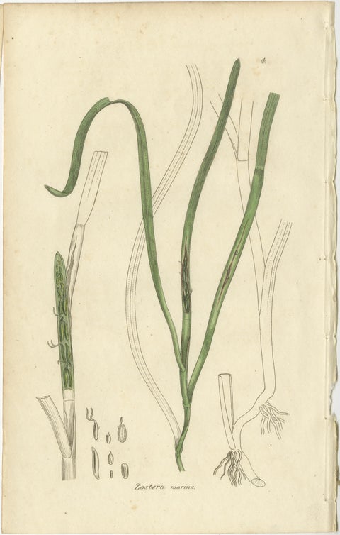 Eight Antique Botanical Plates: Glasswort, Horsetail, Privet & More, c.1830, view 5