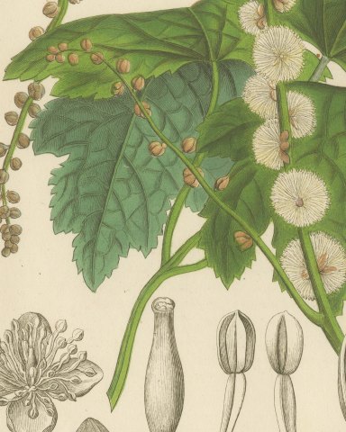 Pityrosperma Acerinum, Japanese Bugbane with Details, Plate VI, 1858, close-up 1