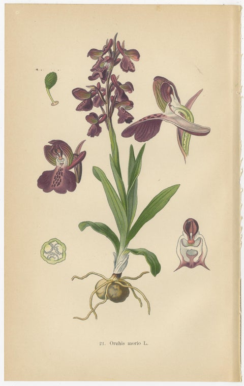 German Meadow Orchids: A Heritage of Botanical Artistry, 1904, view 4