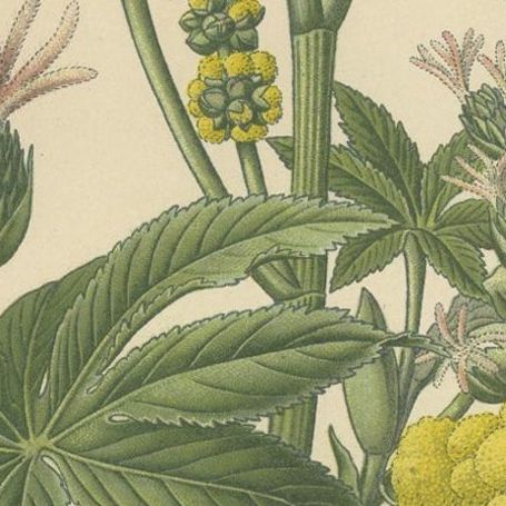 1897 Botanical Print, Castor-Oil Plant (Ricinus Communis), close-up 2