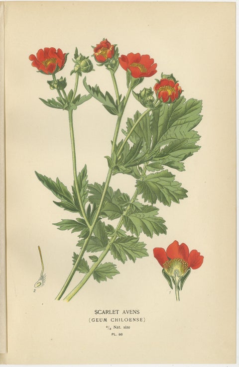 Botanical Prints: General Jacqueminot Rose, Silvery Cinquefoil & Scarlet Avens, view 4