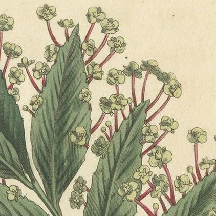 Antique Botany Print of Xylophylla Latifolia by Curtis, 1807, close-up 1