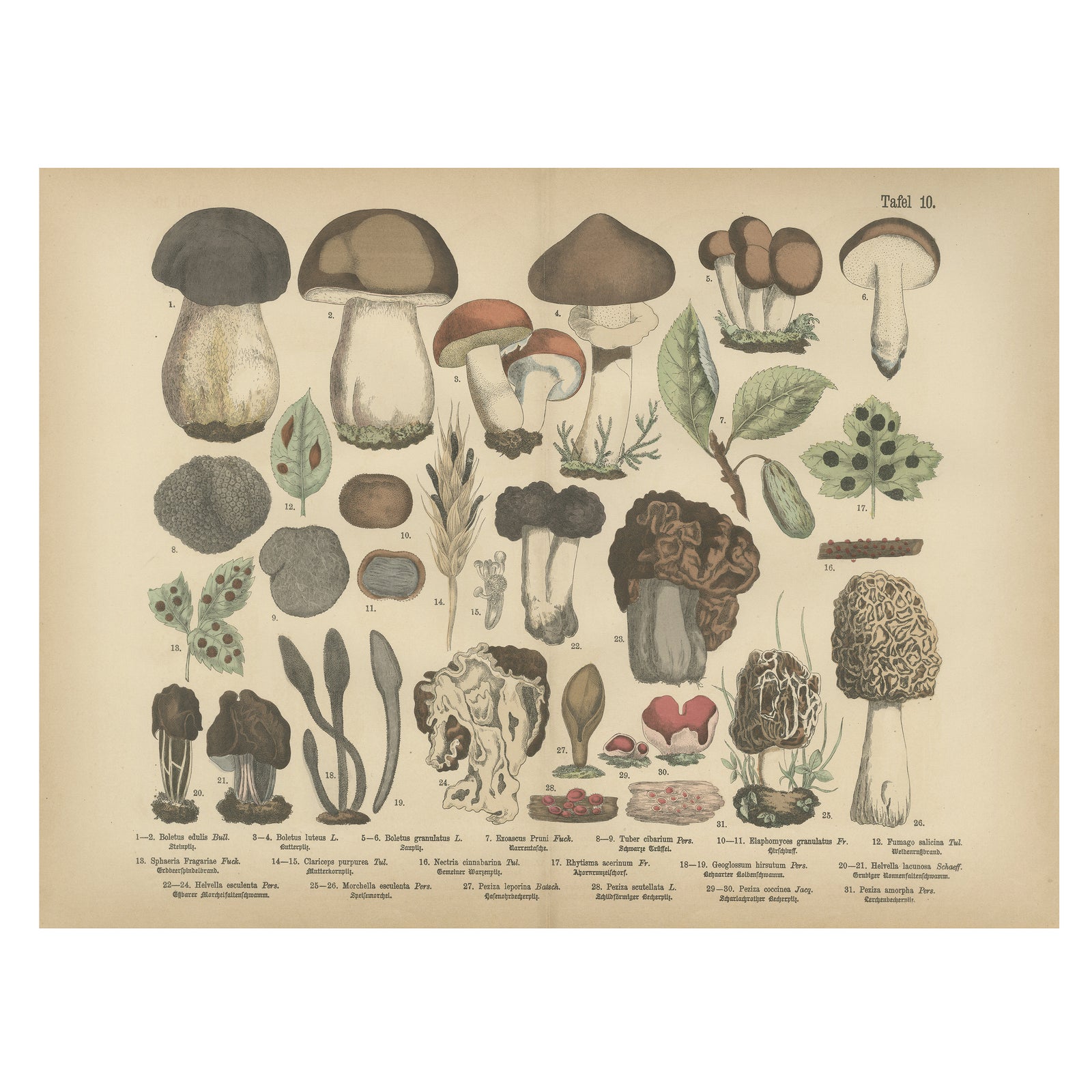 Morels & Truffles, Antique Botanical Lithograph, European Fungi 1885