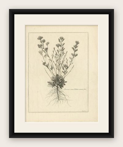 Antique Botany Print of a Limonium Flowering Plant, circa 1680, shown framed
