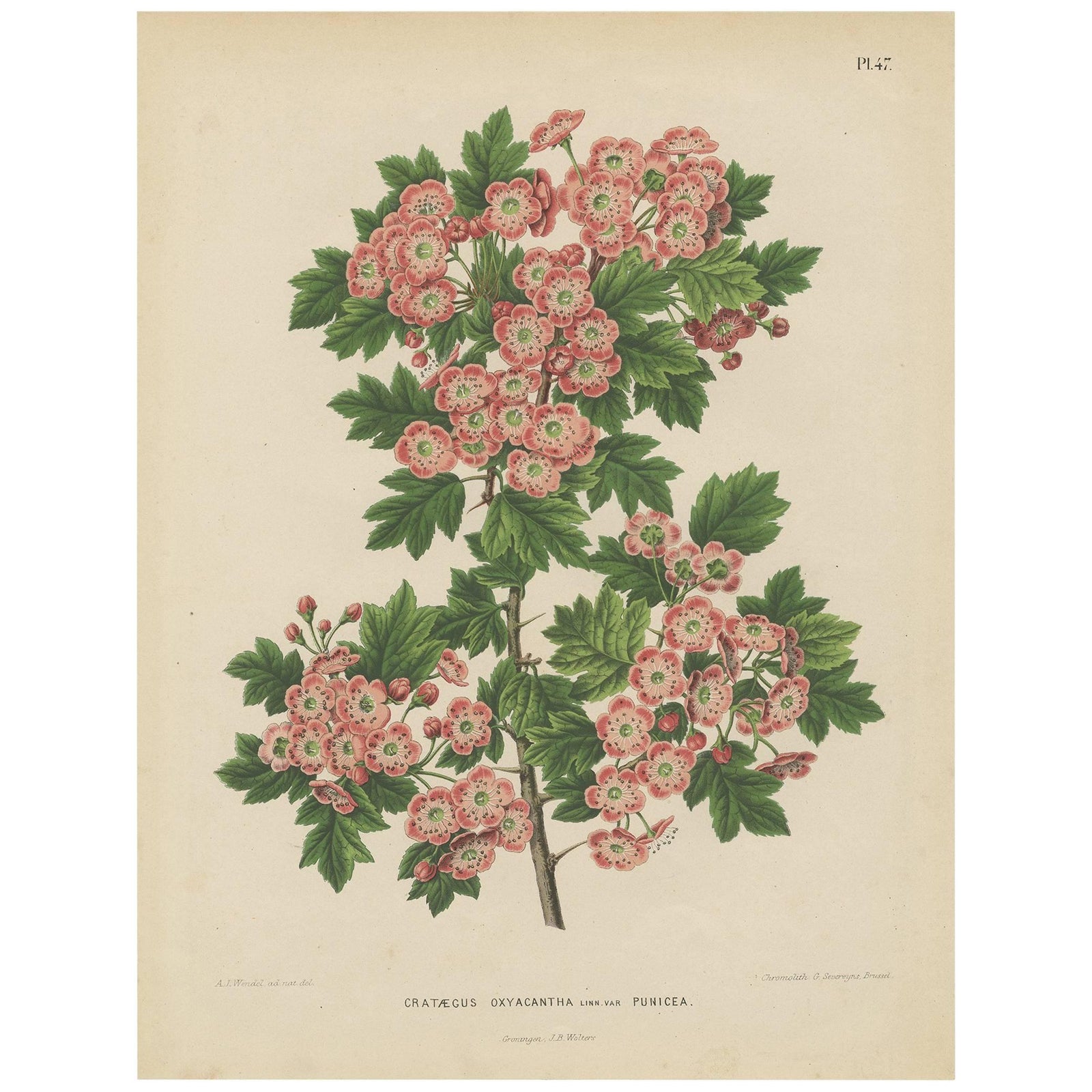 Antique Plant Print of the Crataegus Oxyacantha by G. Severeyns, 1879