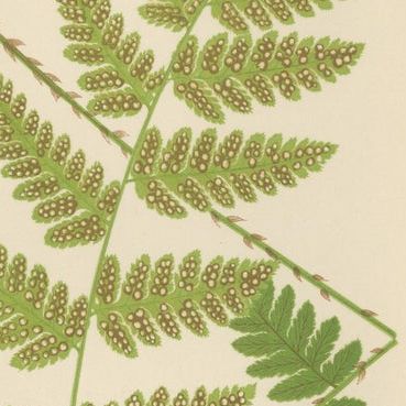 Antique Hand-Colored Fern Prints, Aspidium Acrostichoides, Cristatum, Rigidum, close-up 2