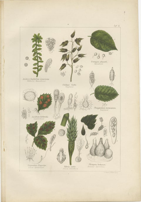 Set of 5 Antique Mycology Prints of Various Fungi, 1875, view 4