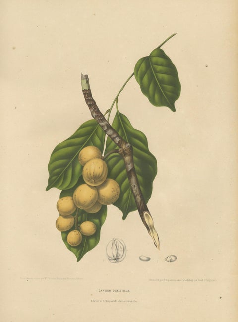 Original Antique Botanical Chromolithograph of the Asian Fruit Langsat, c.1880, close-up 1