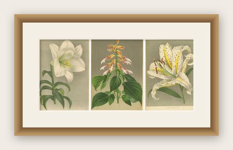 Set of 3 Antique Botany Prints, Easter Lily, Salvia Splendens, Lilium Auratum, shown framed