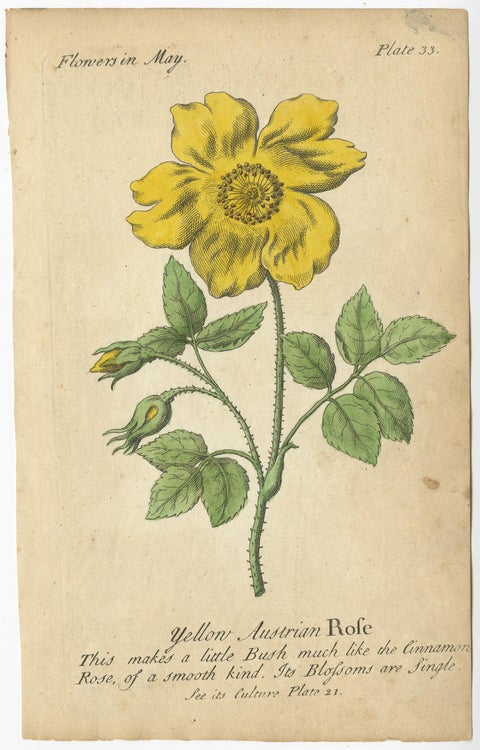 Antique Print of the Yellow Austrian Rose, Cinnamon Rose and Orange Lilly, 1747, view 3