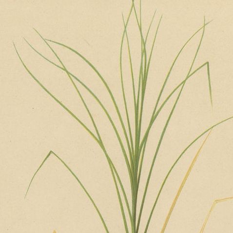Antique Sugarcane Botanical Chromolithograph, Teboe Glagah, Java 1892, close-up 5