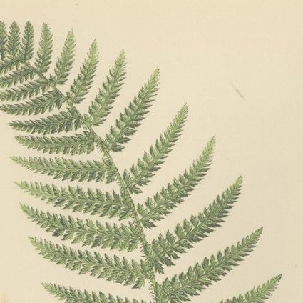 Antique Hand-Colored Fern Prints, Aspidium Species, 19th Century Botanical Art, close-up 1