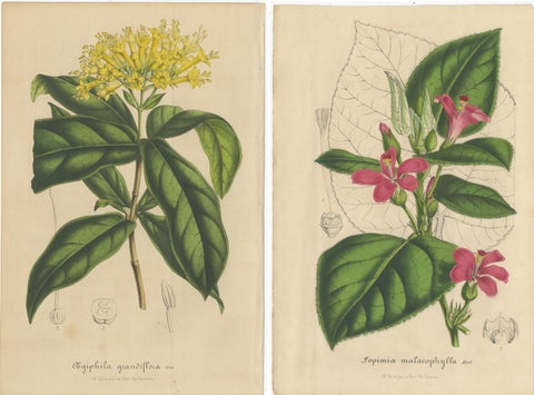 Set of 2 Antique Botany Prints, Aegiphila, Malacophylla by Van Houtte '1848', view 4