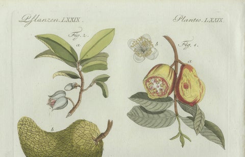 Original Antique Botanical Print of Tropical Fruits by Bertuch, c. 1800, close-up 1