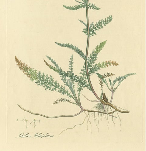 Antique Botany Print of Achillea Millefolium by Curtis 'circa 1817', view 4