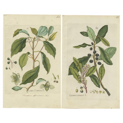 Set of 2 Antique Botany Prints, Laurus Camphora & Laurus Nobilis