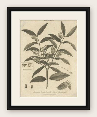 Original Antique Print of a Loranthus Plant, 1814, shown framed