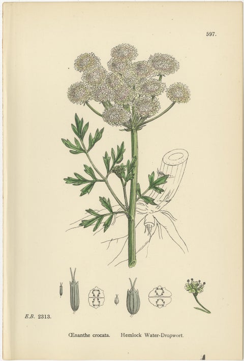 Antique English Botanical Prints, Water-Dropwort Studies for Elegant Interiors, view 8