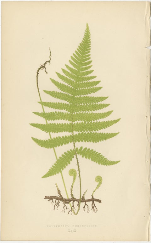 Antique Victorian Fern Botanical Prints Set, Polypodium Studies Wall Art 1856, view 4