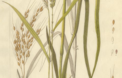 Antique Rice Botanical Print, Oryza Sativa, Hand Colored, c.1831, close-up 2