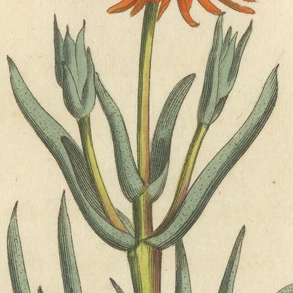 Antique Botany Print of Mesembryanthemum Aureum or Golden Fig-Marigold, close-up 1