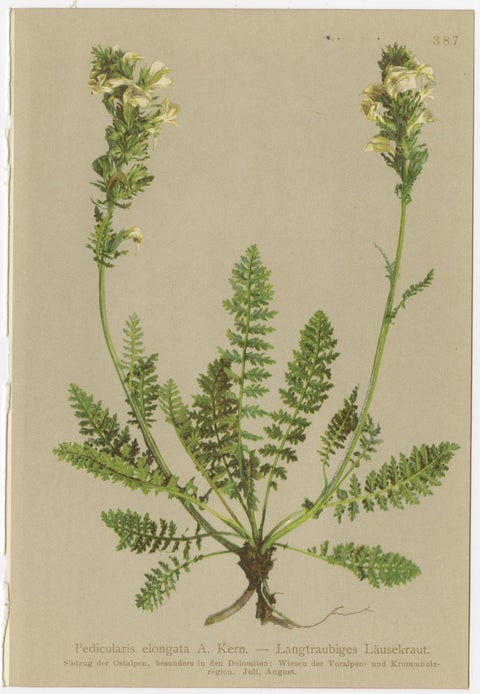 Eight Small Original Antique Pedicularis Wildflower Prints from the Alps, 1897, view 3