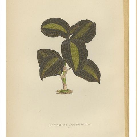 Set of 6 Botany Prints, Sonerila Margaritacea, Goodyera Rubro-Venia, 1891, close-up 1