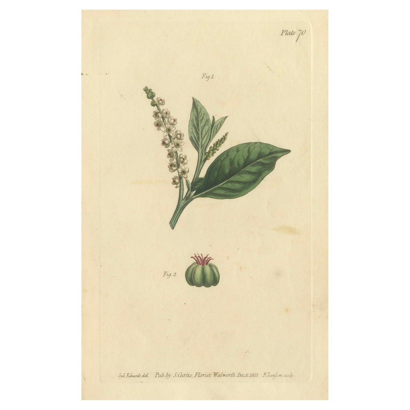 Antique Botanical Engraving of Pokeweed (Phytolacca), 1803 Floral Print
