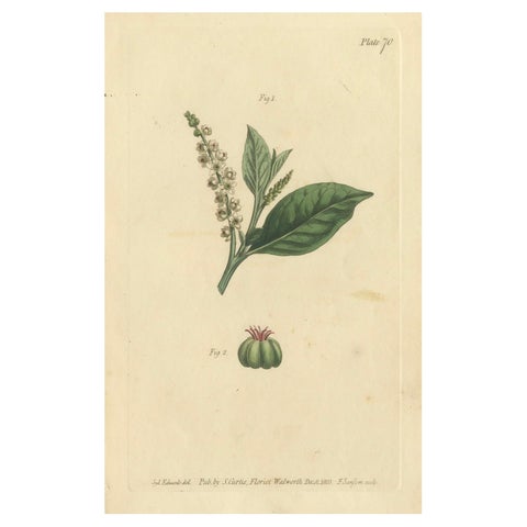 Antique Botanical Engraving of Pokeweed (Phytolacca), 1803 Floral Print