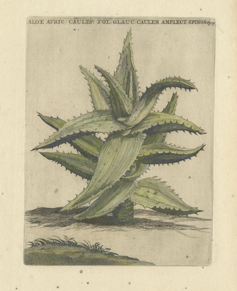 Caulescent African Aloe from Caspar Commelin’s "Praeludia Botanica", 1703, close-up 1