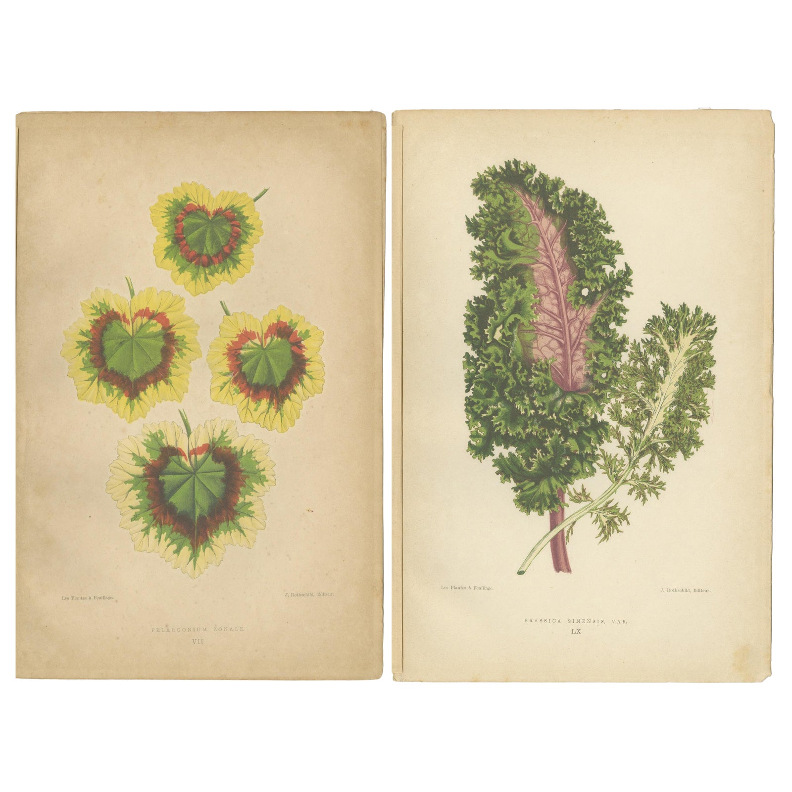 Contrasts in Nature: Pelargonium and Brassica, Botanical Art from 1880