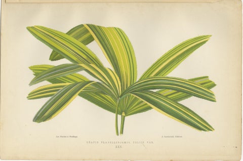 Trio of Elegance: Vintage Botanical Prints, Published in 1880, view 2