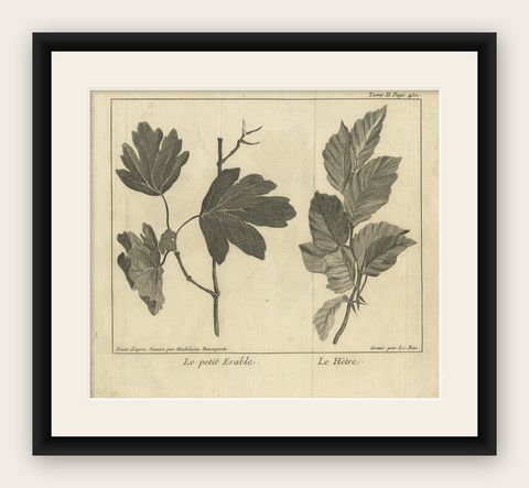 Antique Botany Print of Little Maple and Beechwood, 1752, shown framed