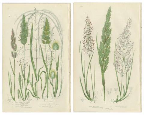 Club Moss Varieties, Hand-Colored Botanical Engravings, 1873 Pair, view 4
