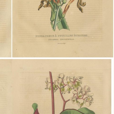 Botanical Rarities: Pristine Hand-Colored Engravings from 1845, close-up 2