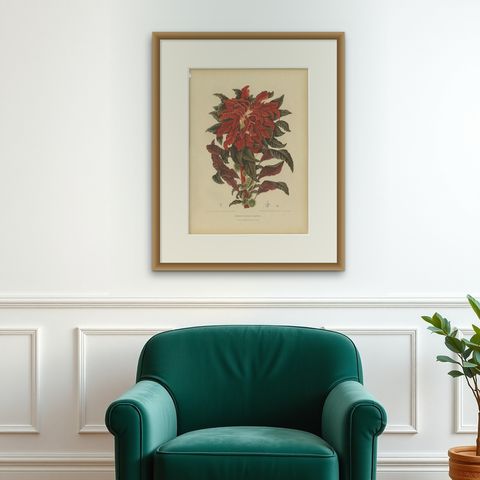 Original Antique Botanical Chromolithograph of Joseph's Coat, ca.1880, shown framed on a wall, true to size